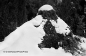 Δασος012, Δασος forest b&w, Δασος Forest B&W