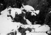 Δασος013, Δασος forest b&w, Δασος forest b&w