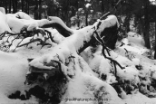 Δασος014, , forest b&w