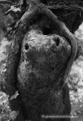 Δασος017, Δασος forest b&w, Δασος forest b&w