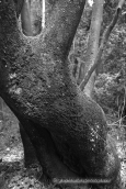 Δασος018, Δασος forest b&w, Δασος forest b&w
