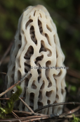 Μανιταρι (Morchella sp.) στη Παρνηθα