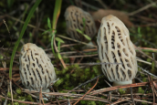 Μανιταρι (Morchella sp.) στη Παρνηθα