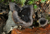Μανιταρι (Craterellus cornucopioides) στη Διρφη