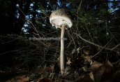 Μανιταρι (Macrolepiota sp.) στη Διρφη