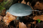 Μανιταρι (Clitocybe odora) στο Παρνασσο