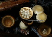 Μανιταρι (Crucibulum laeve) στη Διρφη