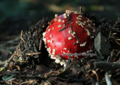 Αμανιτης ο μυγοκτονος (Amanita muscaria) στο Παρνασσο