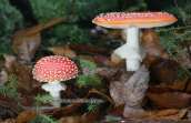 Μανιταρια (Amanita muscaria) στη Διρφη