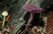 Μανιταρι (Laccaria amethystina) στη Διρφη