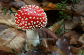 Μανιταρι (Amanita muscaria) στη Διρφη