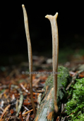 Μανιταρι (Macrotyphula sp.) στη Παρνηθα