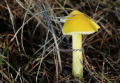 Μανιταρι (Hygrocybe chlorophana) στη Παρνηθα