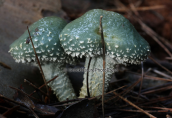 Μανιταρια (Stropharia aeruginosa) στη Παρνηθα