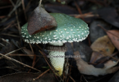 Μανιταρι (Stropharia aeruginosa) στη Παρνηθα