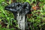 Μανιταρι (Helvella lacunosa) στη Παρνηθα