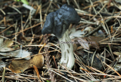 Μανιταρι (Helvella lacunosa) στη Παρνηθα