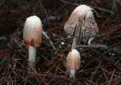 Μανιταρια (Coprinus comatus) στο δασος της Στροφυλιας