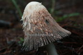 Μανιταρι (Coprinus comatus) στο δασος της Στροφυλιας