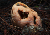 Μανιταρι (Clanthrus ruber) στο δασος της Στροφυλιας
