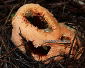 Μανιταρι (Clanthrus ruber) στο δασος της Στροφυλιας