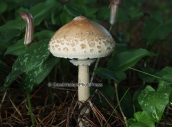 Μανιταρι (Macrolepiota mastoidea) στο δασος της Στροφυλιας