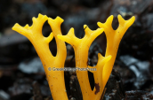 Μανιταρι (Calocera viscosa) στο Μαιναλο