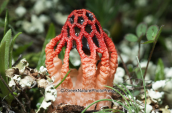 Μανιταρι (Colus hirudinosus) στο Σουνιο