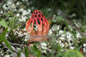 Μανιταρι (Colus hirudinosus) στο Σουνιο