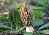 Μανιταρι (Morchella sp.) στη Παρνηθα