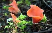 Μανιταρι (Guepinia helvelloides) στο Μαιναλο