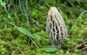 Μανιταρι (Morchella sp.) στη Παρνηθα