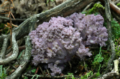 Μανιταρι (Ramaria fennica) στο Παρνασσο
