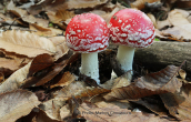 Μανιταρια (Amanita muscaria) στη Διρφη