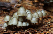 Mycena sp. στη Παρνηθα