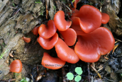 Guepinia helvelloides στη Γκιωνα
