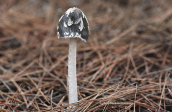 Μανιταρι (Coprinopsis picacea) στη Παρνηθα