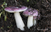 Russula sp. στη Διρφη