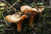 Μανιταρι (Lactarius salmonicolor) στην Οιτη