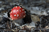 Μανιταρι (Amanita muscaria) στη Διρφη