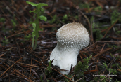 Lycoperdon perlatum στη Παρνηθα