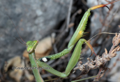 Αλογακι της Παναγιας (Mantis religiosa)