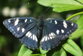 Πεταλουδα (Limenitis reducta) στον Ωρωπο