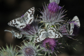 Πεταλουδες (Melanargia larissa) στη Παρνηθα