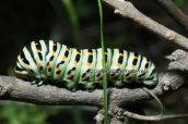 Η καμπια της πεταλουδας Papilio machaon