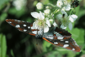 Πεταλουδα (Limenitis reducta) στη Παρνηθα