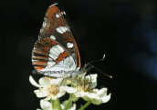 Πεταλουδα (Limenitis reducta) στη Παρνηθα