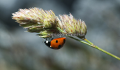 Πασχαλιτσα (Coccinella septempunctata)