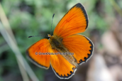 Πεταλουδα (Heodes virgaureae) στο Βαρνουντα