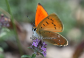 Πεταλουδα (Heodes virgaureae) στο Βαρνουντα